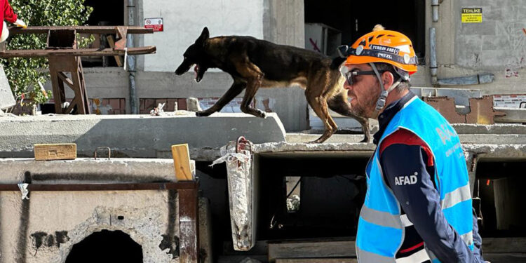 Zorlu sınavı geçebilen köpekler sertifika alacak