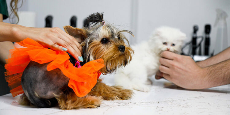 Antalya'da kedi ve köpek sahipleri sağlık sigortasına yöneldi