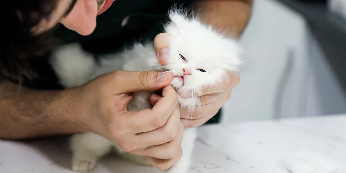 Antalya'da kedi ve köpek sahipleri sağlık sigortasına yöneldi