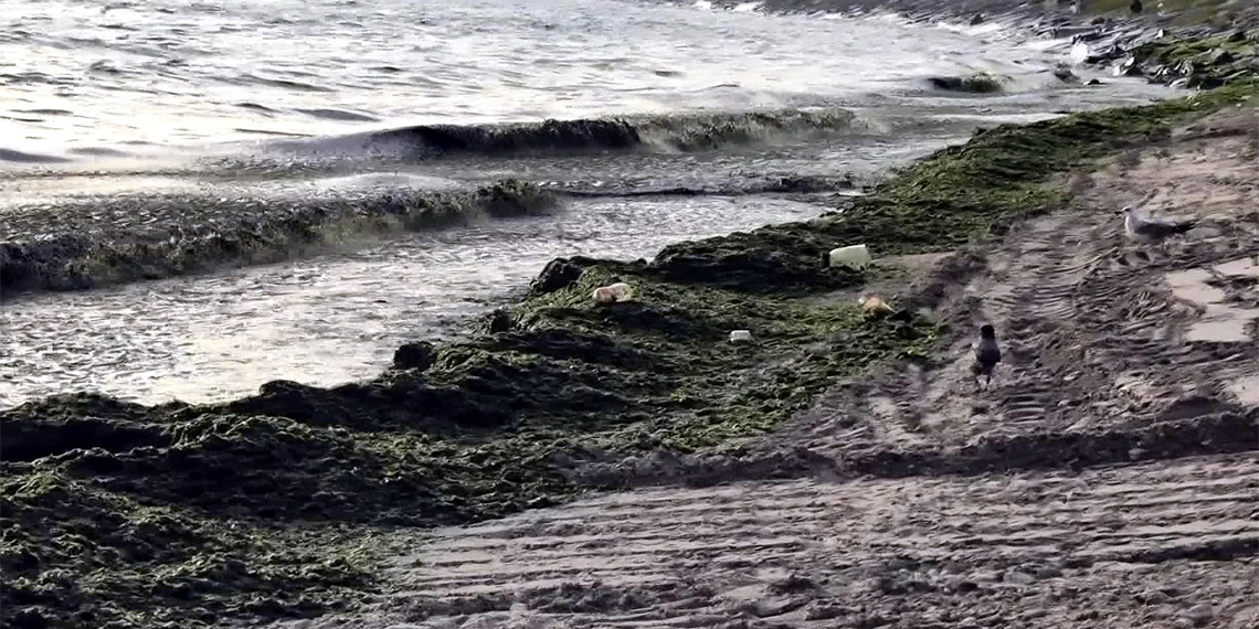 Avcılar'da sahil yosun ile kaplandı