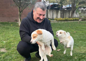Evcil hayvanlara özenli davranalım