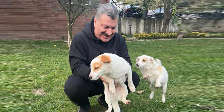 Evcil hayvanlara özenli davranalım