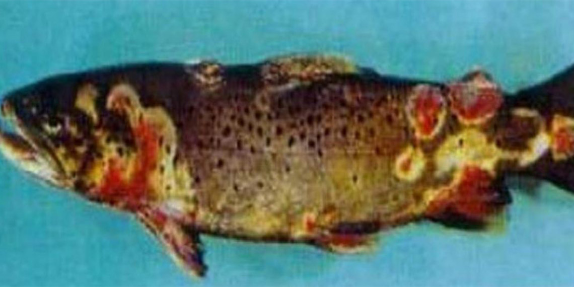 TBMM'de komisyonda sunum yapan Su Ürünleri Yetiştiricileri Üretici Merkez Birliği Yönetim Kurulu Başkanı Faruk Coşkun, Karadeniz'de son dönemde 'viral hemorajik septisem' (VHS) hastalığı nedeniyle balık ölümlerinin arttığını söyledi.