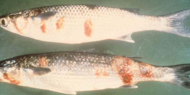 Balıkta 'viral hemorajik septisem' tehdidi
