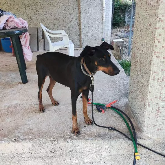 Balıkesir'in gönen ilçesinde tatil için geldiği yazlık evinden, 'tina' isimli köpeği ile ayrıldıktan sonra kendisinden 130 gündür haber alınamayan korhan berzeg'i arama çalışmaları sonlandırıldı.