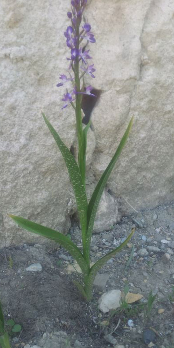 Biyokaçakçılara 5,6 milyon TL idari para cezası