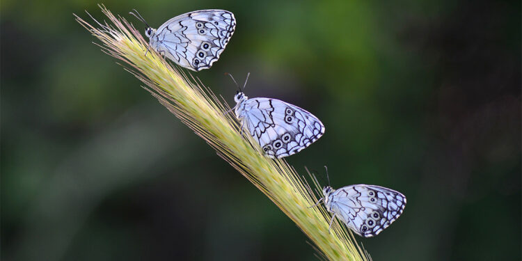 Biyokaçakçılara 5,6 milyon TL idari para cezası