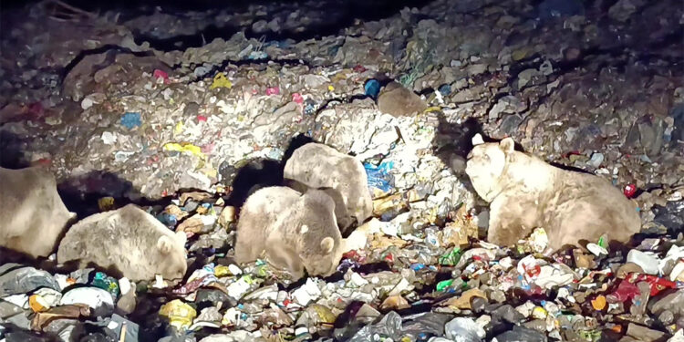 Bozayılar kış uykusu öncesi beslenme için ilçeye indi