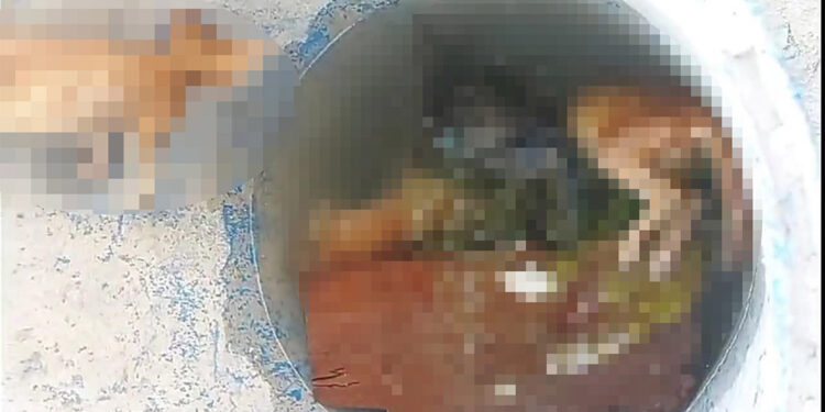 Su dolu varilde 4 kedi ölüsü bulundu