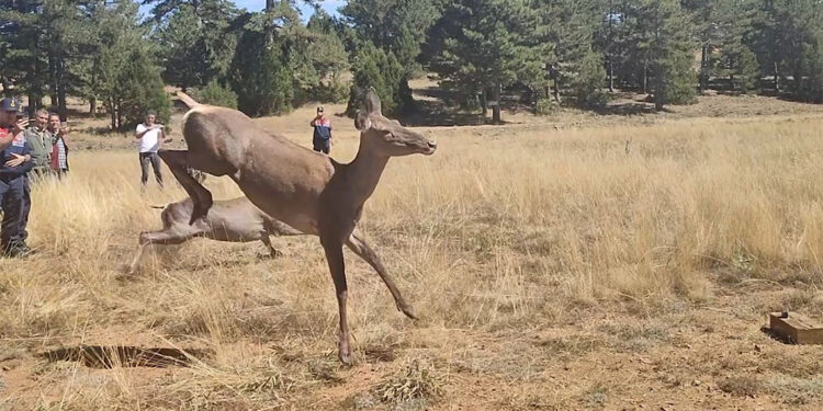 3 kızılgeyik doğaya bırakıldı