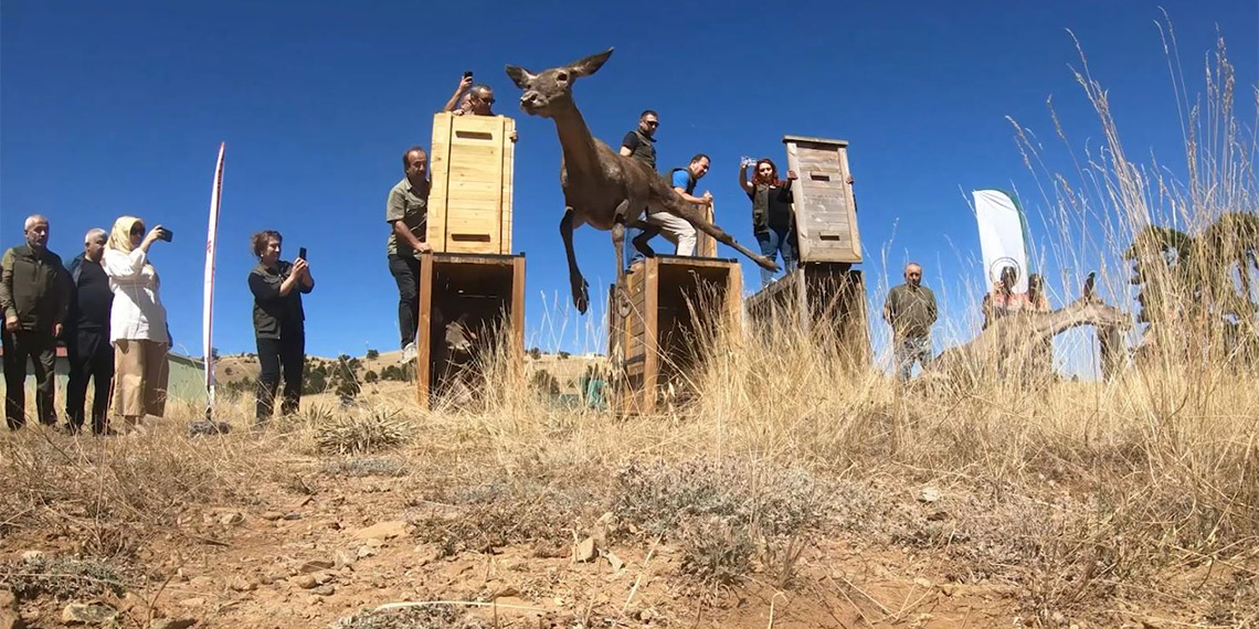 3 kızılgeyik doğaya bırakıldı