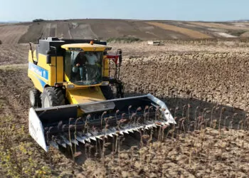 Çatalca'da ayçiçek ekilen belediyeye ait olan boş arazilerde, çiftçilerin desteği ile ayçiçek hasatı gerçekleştirildi.