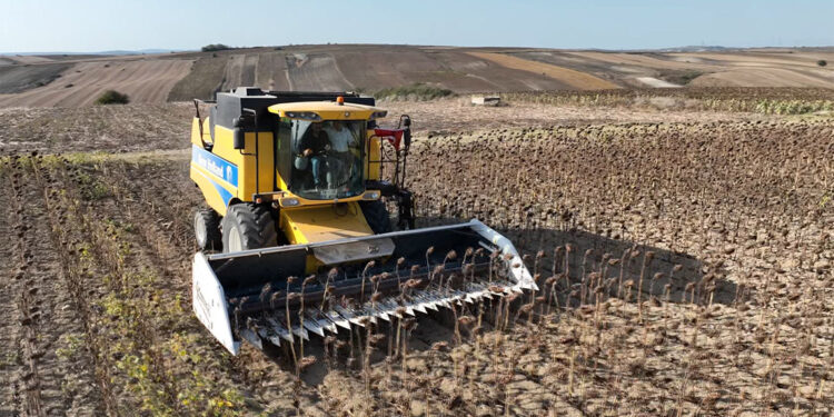 Çatalca'da ayçiçek ekilen belediyeye ait olan boş arazilerde, çiftçilerin desteği ile ayçiçek hasatı gerçekleştirildi.