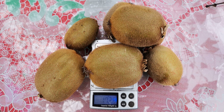 Ordu kivisinin fiyatı yüzde 110 arttı