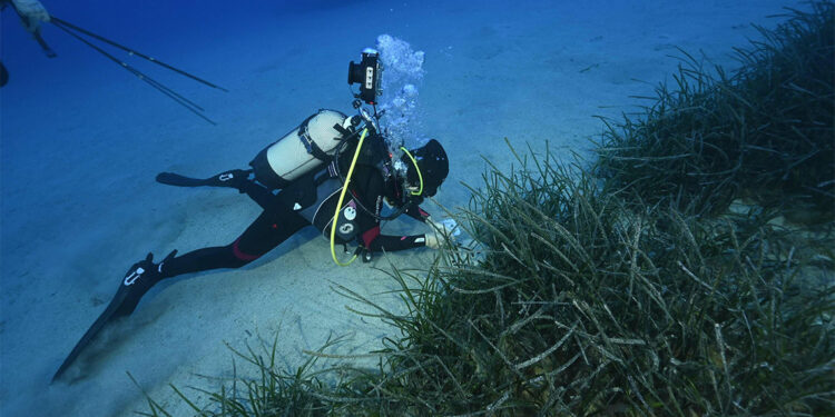 Deniz çayırlarının korunması için harekete geçilmeli