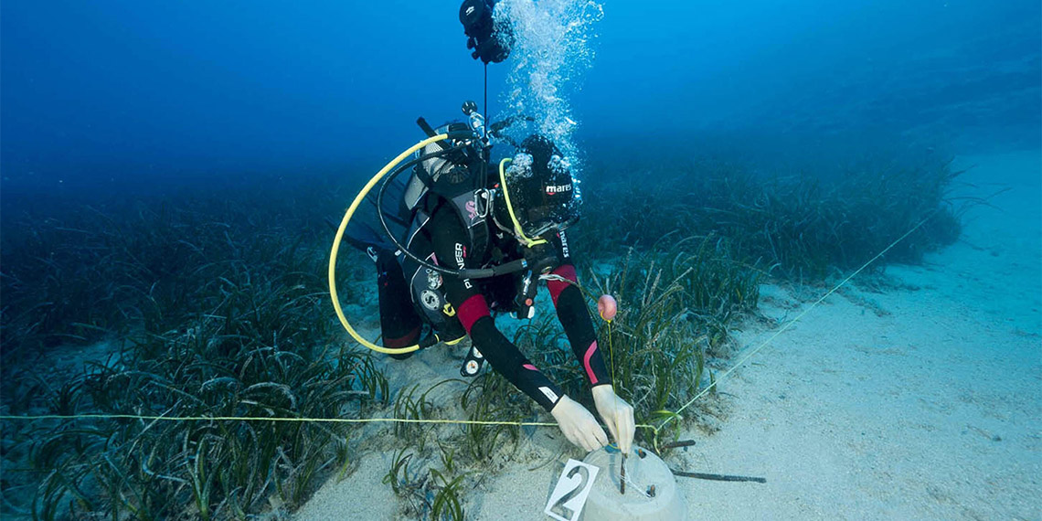 Akdeniz Koruma Derneği (AKD) ile Çevre, Şehircilik ve İklim Değişikliği Bakanlığı iş birliğinde yürütülen çalışmada, deniz ve tekne turizminin yoğun olduğu dünyaca ünlü Göcek koylarındaki deniz çayırlarında çok fazla kök kayıplarının olduğu tespit edildi.