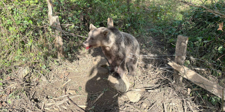 Domuz tuzağına yakalanan bozayı kurtarıldı
