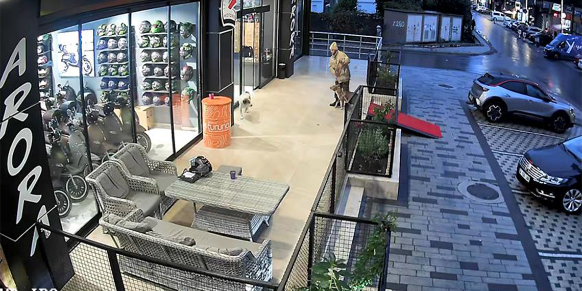 Avcılar'da Pitbull cinsi köpeğini sokaktaki sahipsiz köpeklerin üzerine saldırtan ve kendisine müdahale eden kişiyi üzerindeki bıçağı göstererek tehdit eden şüpheli gözaltına alındı.