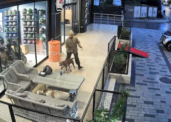 Avcılar'da Pitbull cinsi köpeğini sokaktaki sahipsiz köpeklerin üzerine saldırtan ve kendisine müdahale eden kişiyi üzerindeki bıçağı göstererek tehdit eden şüpheli gözaltına alındı.