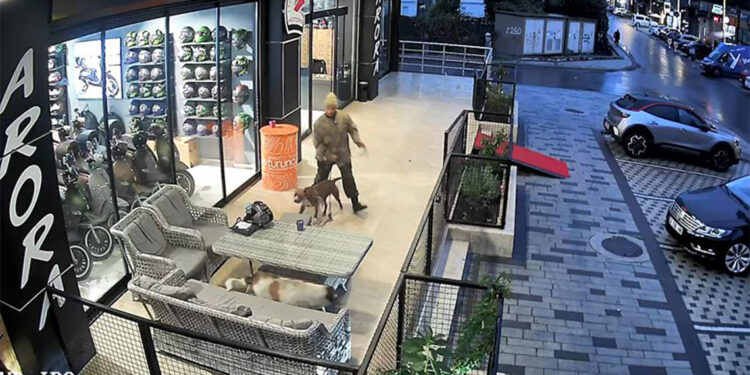 Avcılar'da Pitbull cinsi köpeğini sokaktaki sahipsiz köpeklerin üzerine saldırtan ve kendisine müdahale eden kişiyi üzerindeki bıçağı göstererek tehdit eden şüpheli gözaltına alındı.