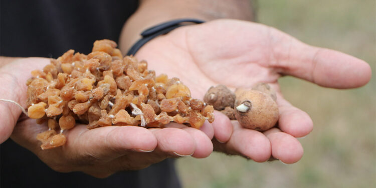 Salebin organik koşullarda üretimi araştırılıyor