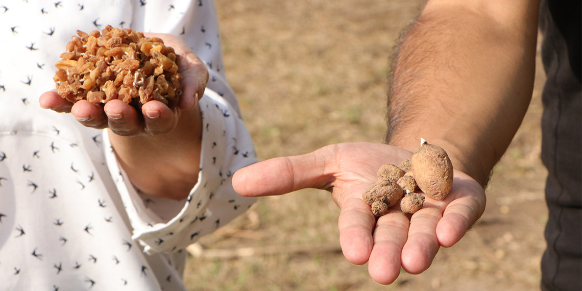 Salebin organik koşullarda üretimi araştırılıyor