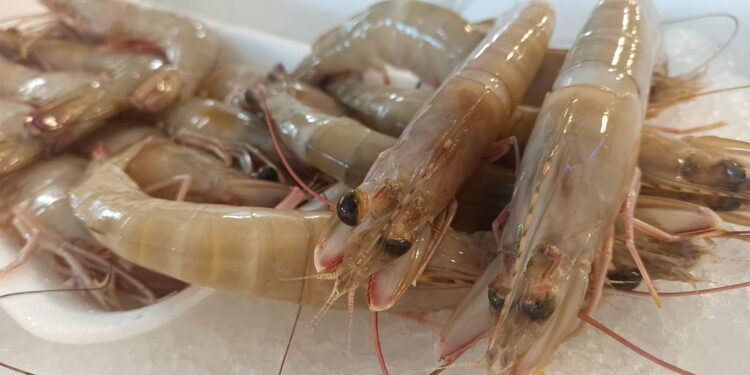 Balık tezgahlarında jumbo karides bolluğu