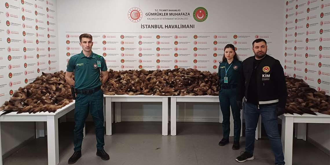 İstanbul Havalimanı'nda 10 bin 300 adet tilki kuyruğu ele geçirildi