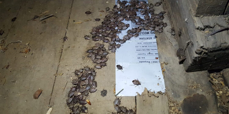 Karadeniz'de 'kahverengi kokarca' istilası durdurulamıyor