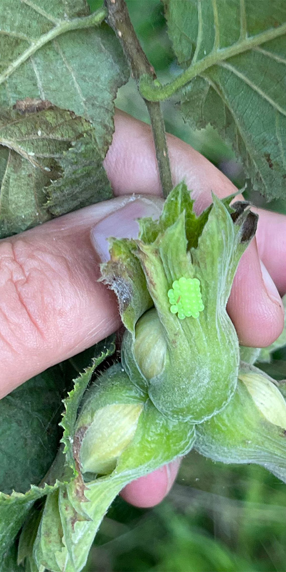 Karadeniz'de dadandığı fındık bahçelerinde yapraklarını yiyip, suyunu emdiği bitkilerin kökünü kurutan 'kahverengi kokarca' adlı böcek türü için biyolojik, kimyasal ve mekanik mücadele sürdürülüyor.