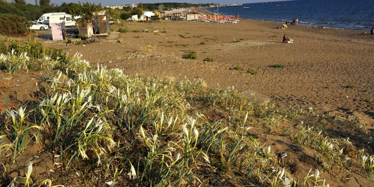 Kum zambağı gibi bitkileri tehdit eden konu turizm aktiviteleri