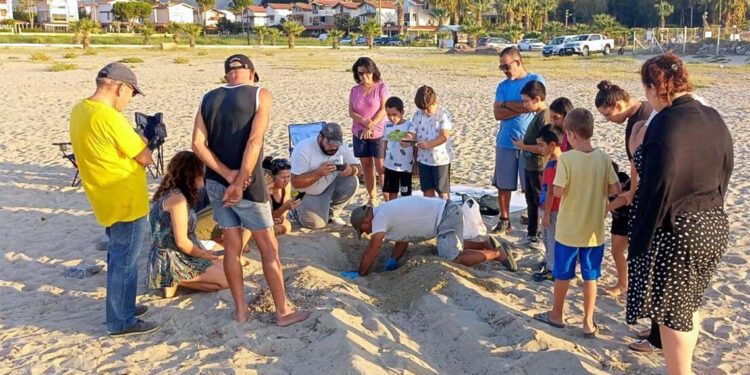 Didim ve Kuşadası'nda caretta carettalar denizle buluşturuldu