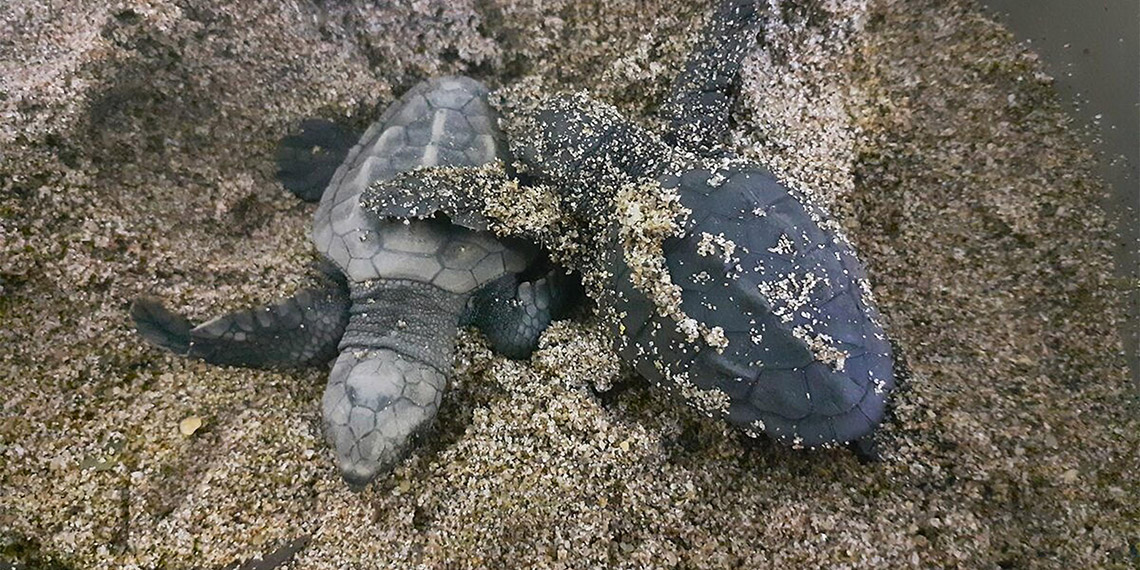 Didim ve Kuşadası'nda caretta carettalar denizle buluşturuldu