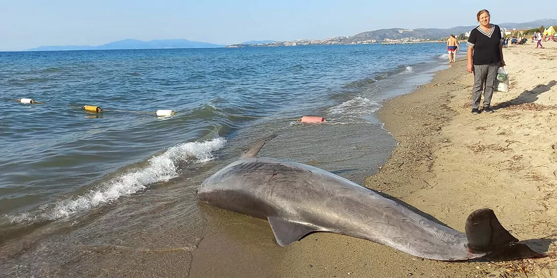 Kuşadası'nda kıyıya vurmuş ölü yunus bulundu. Yunusun, kuyruğuna bağlı olan ipten ve deri yüzeyindeki sürtünmeden dolayı oluşan tahribatlardan, ağlardan kurtarılarak tekneden denize bırakıldığı değerlendiriliyor.