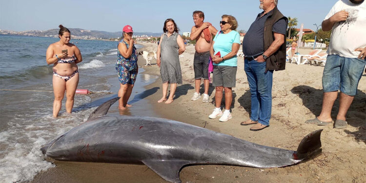 Kuşadası'nda kıyıya vurmuş ölü yunus bulundu