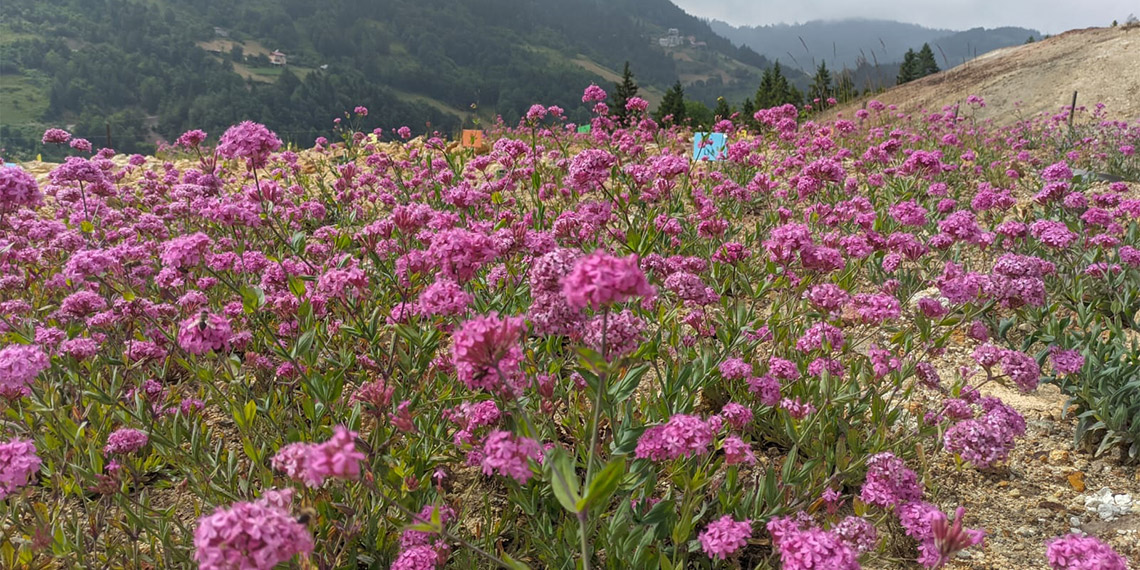 Maden faaliyetleri sona eren 2,2 hektarlık alanda, çay fabrikaları ve evlerde oluşan organik atıklardan özel hazırlanan kompost malzemeler kullanılarak, maden arazilerinin çiçek açması sağlandı.