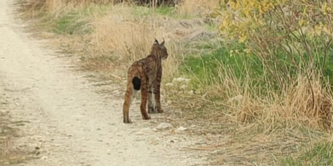 'Ormanın hayaleti' vaşak cep telefonu kamerasında