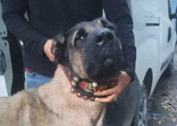 Sarıyer'de bahisle köpek dövüşüne baskın: 25 gözaltı
