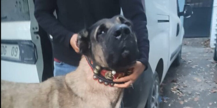 Sarıyer'de bahisle köpek dövüşüne baskın: 25 gözaltı