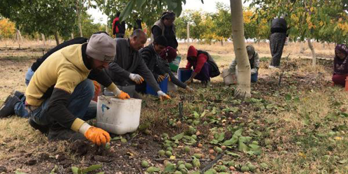 Seyfe Gölü tamamen kuruyunca cevizin rekoltesi düştü
