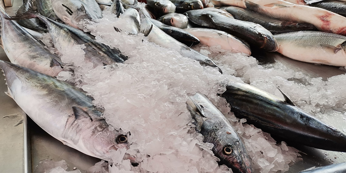 Son 15 yılda böyle palamut kıtlığı görülmedi, bu yıl ucuz palamut yemeyi vatandaşımız ne yazık ki unutmak zorunda.