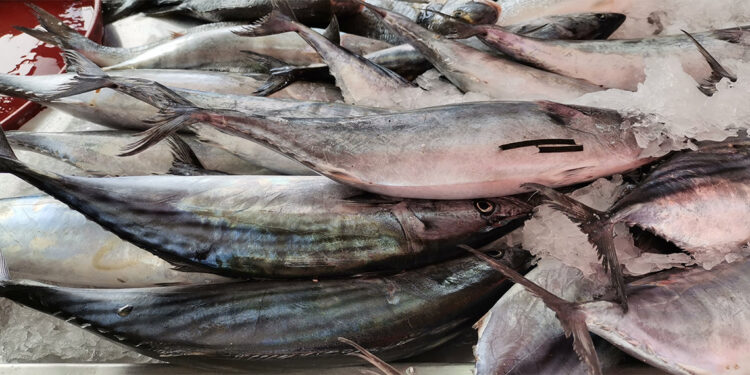 15 yılda böyle palamut kıtlığı görülmedi