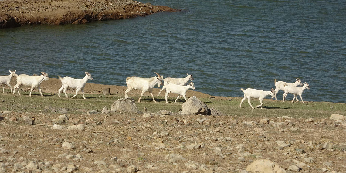 Bayramiç Barajı'nda doluluk yüzde 8,5 olarak ölçüldü