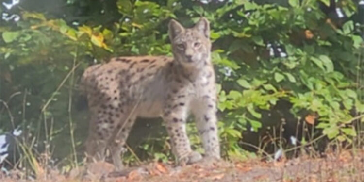 Tokat'ta nesli tehlikede olan vaşak görüntülendi