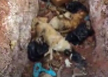 Köpeklerin öldürülerek çukura atıldığı görüntülere inceleme
