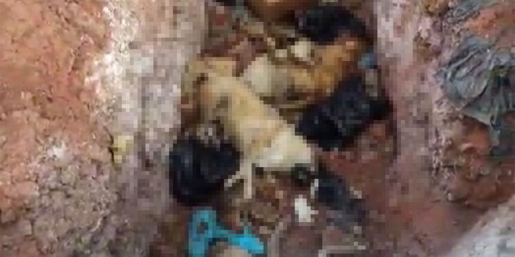 Köpeklerin öldürülerek çukura atıldığı görüntülere inceleme