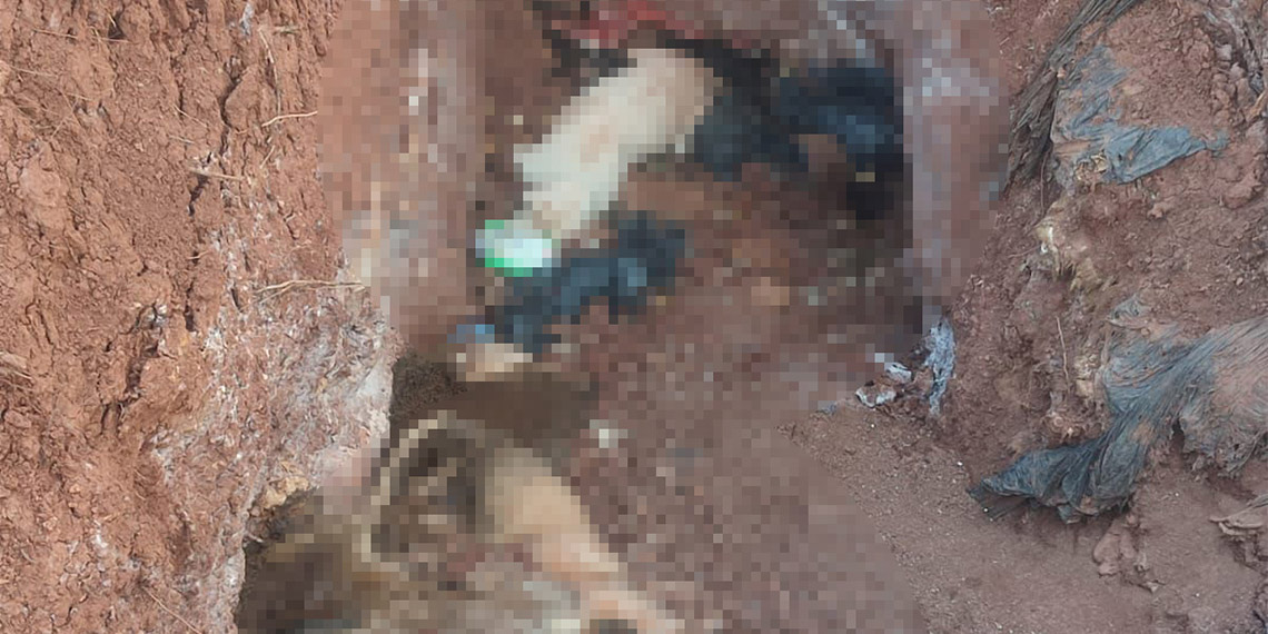 Tunceli Belediyesi Sokak Hayvanları Bakımevi ve Rehabilitasyon Merkezi’nde köpeklerin öldürülerek çukura atıldığı öne sürülen görüntülerin sosyal medyadan paylaşılmasıyla ilgili inceleme başlatıldı.