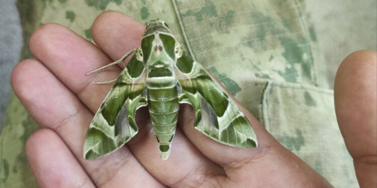 Mekik kelebeğinin tırtılına dokunmayın