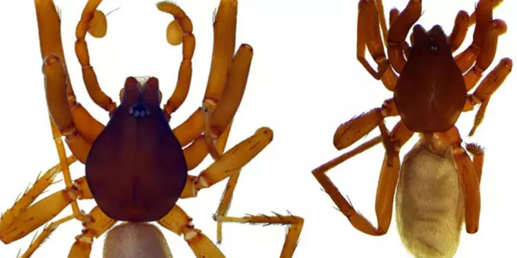 Antalya'da 8 yeni örümcek türü keşfedildi