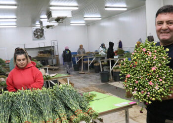 Antalya'dan Avrupa'ya 20 milyon dolarlık Noel çiçeği